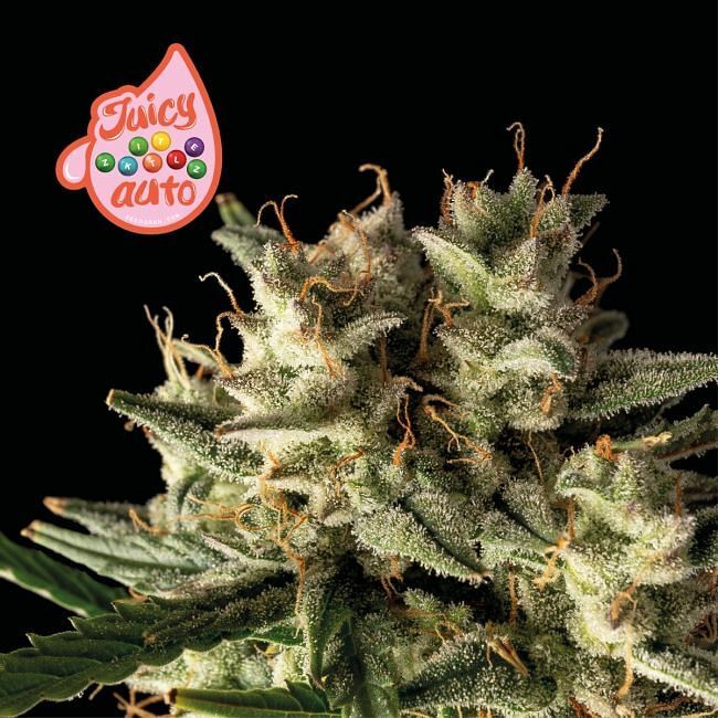 Seedsman - Juicy Zkittlez Auto (auto/fem.)