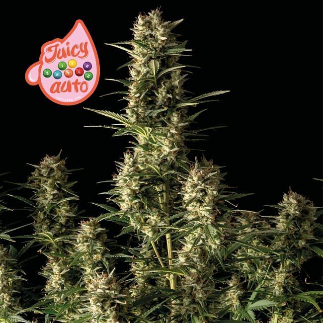 Seedsman - Juicy Zkittlez Auto (auto/fem.)