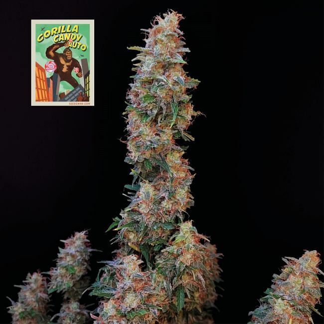 Seedsman - Gorilla Candy Auto (auto/fem.)