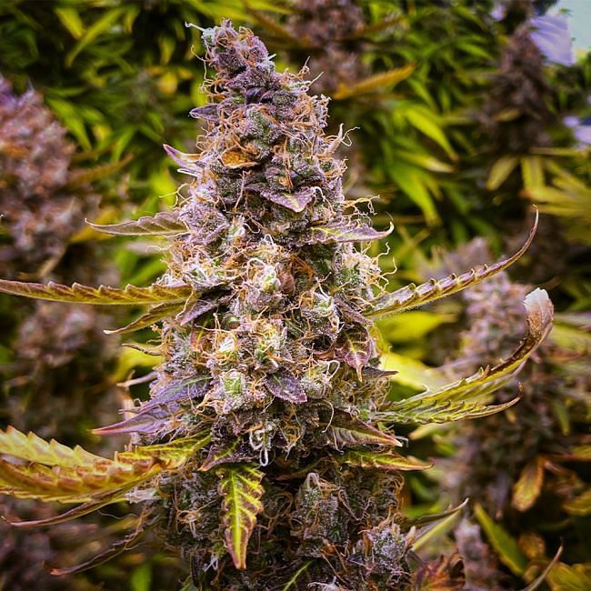 Seedsman - Juicy Zkittlez Auto (auto/fem.)