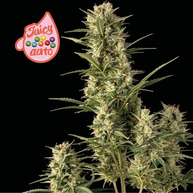 Seedsman - Juicy Zkittlez Auto (auto/fem.)