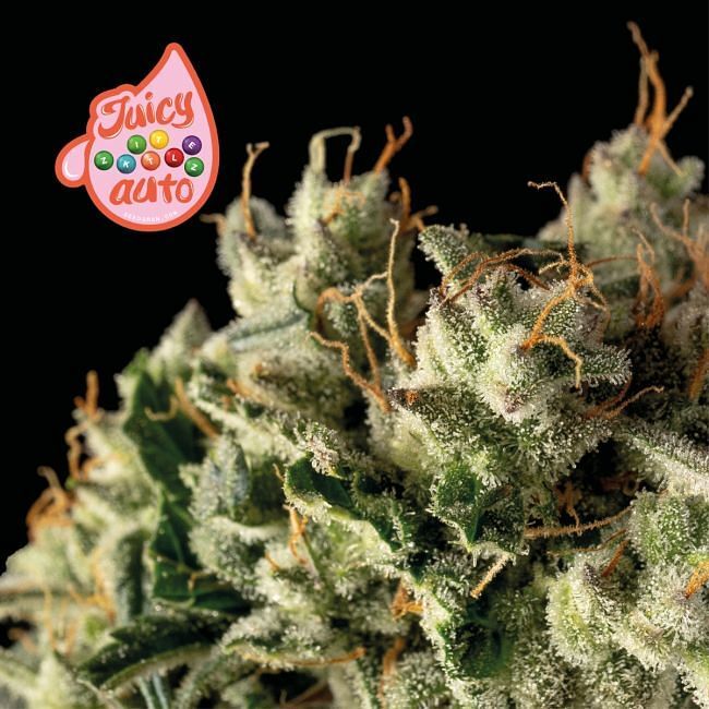 Seedsman - Juicy Zkittlez Auto (auto/fem.)