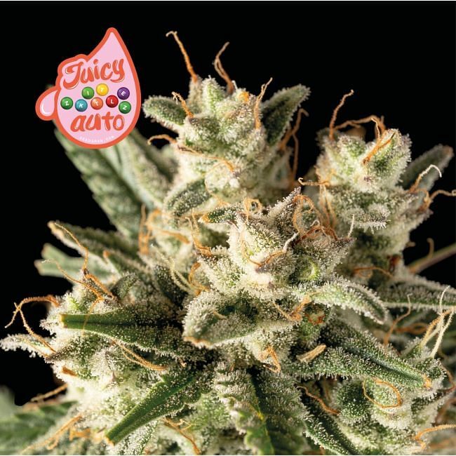 Seedsman - Juicy Zkittlez Auto (auto/fem.)