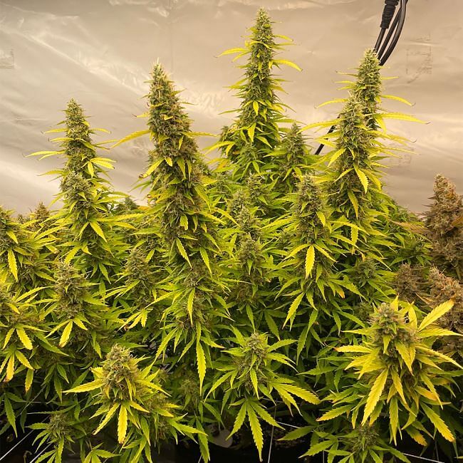 Seedsman - Juicy Zkittlez Auto (auto/fem.)