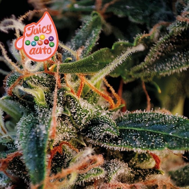 Seedsman - Juicy Zkittlez Auto (auto/fem.)