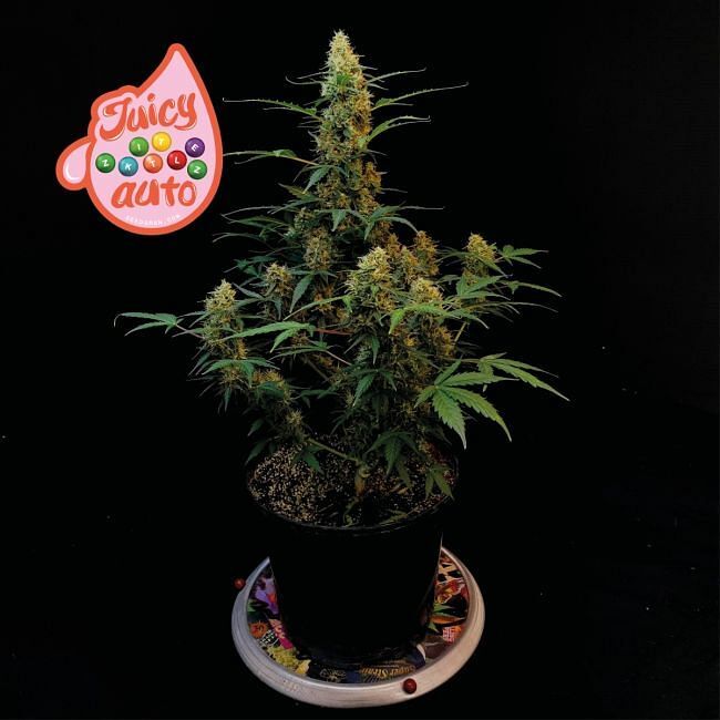 Seedsman - Juicy Zkittlez Auto (auto/fem.)