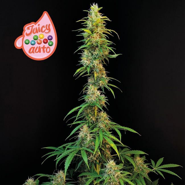 Seedsman - Juicy Zkittlez Auto (auto/fem.)
