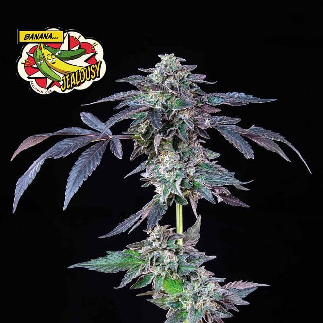 Seedsman - Banana Jealousy (fem.)