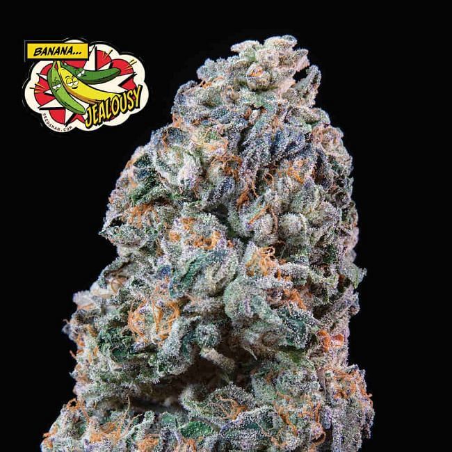 Seedsman - Banana Jealousy (fem.)
