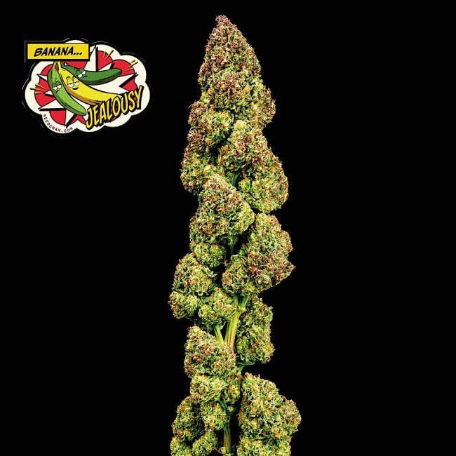 Seedsman - Banana Jealousy (fem.)