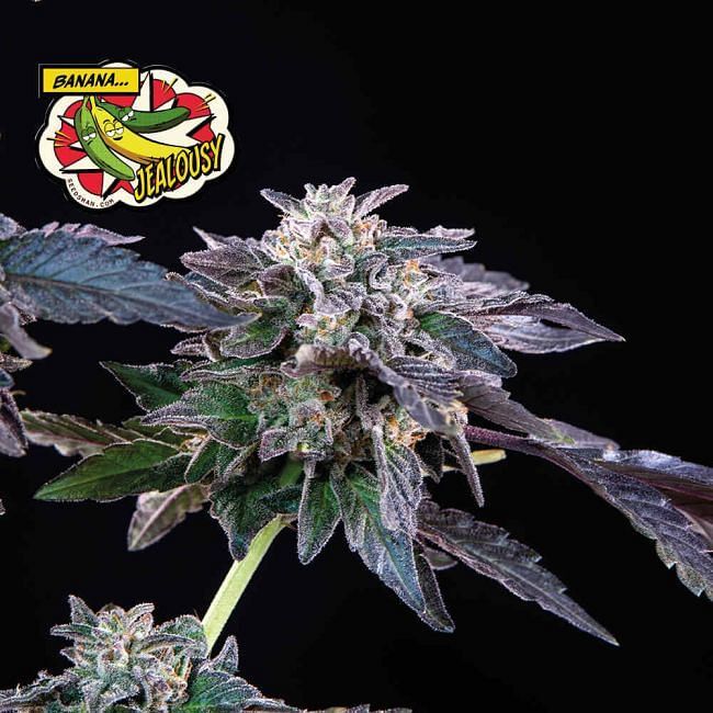 Seedsman - Banana Jealousy (fem.)