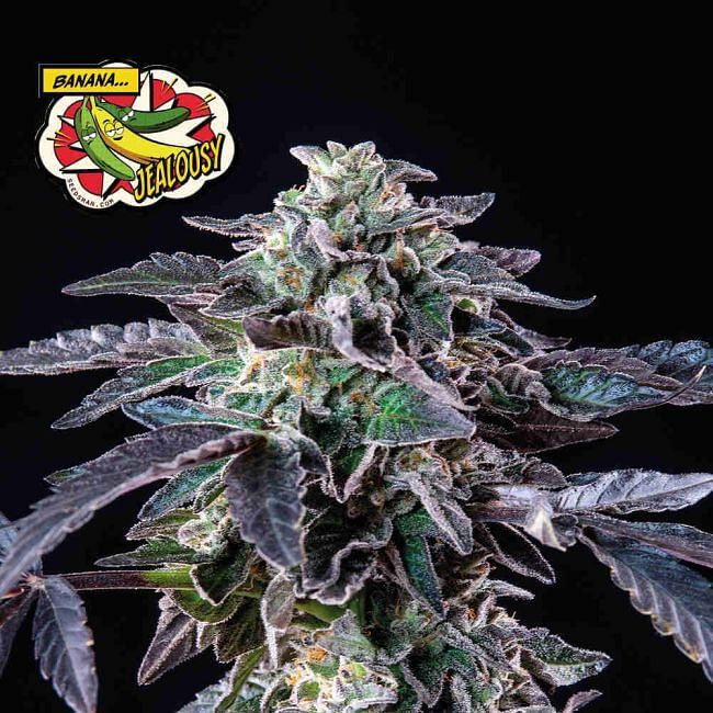 Seedsman - Banana Jealousy (fem.)
