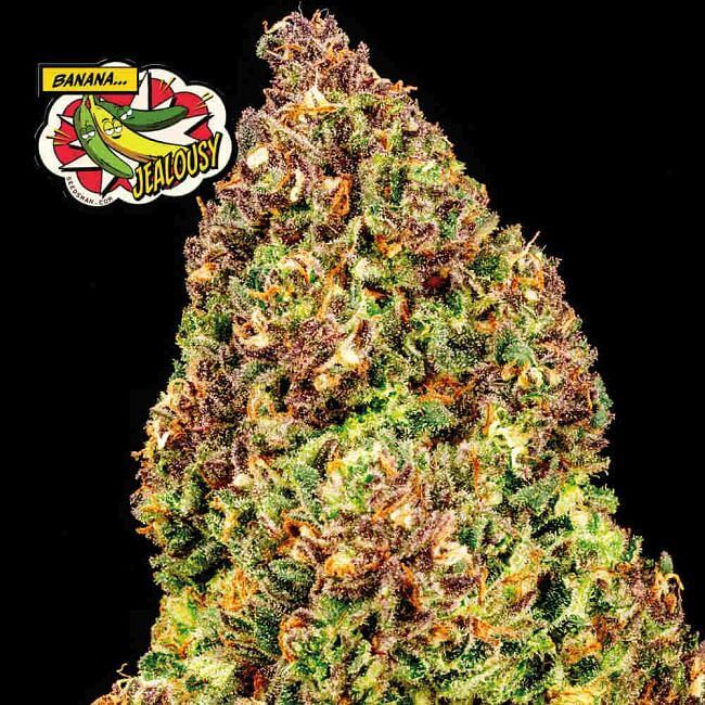Seedsman - Banana Jealousy (fem.)