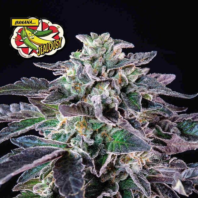 Seedsman - Banana Jealousy (fem.)