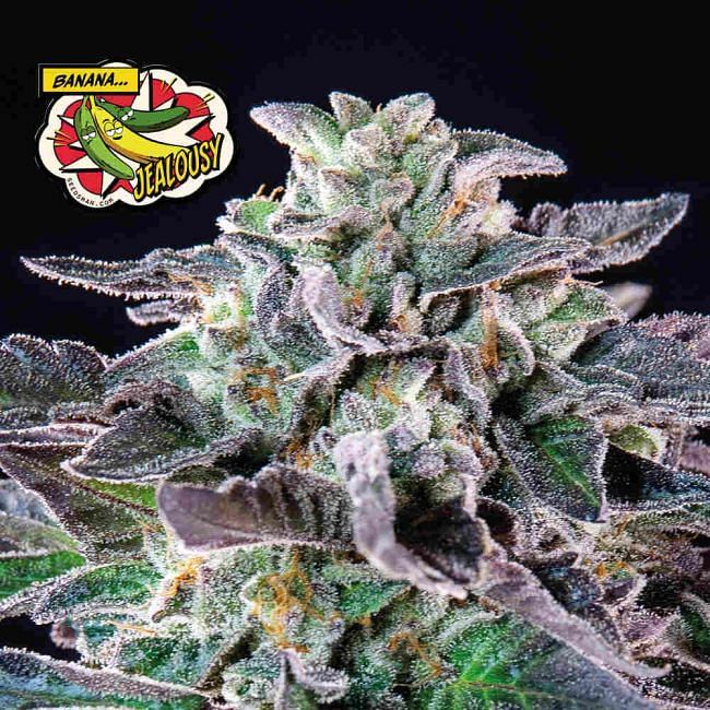 Seedsman - Banana Jealousy (fem.)