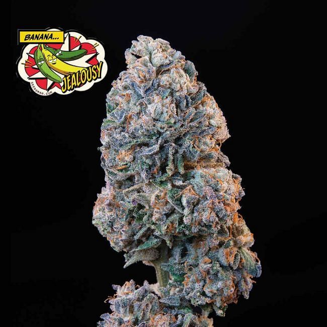Seedsman - Banana Jealousy (fem.)
