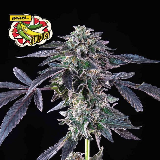 Seedsman - Banana Jealousy (fem.)