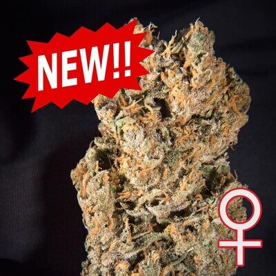 K.С. Brains Seeds - Space Mango (auto/fem.) 09493