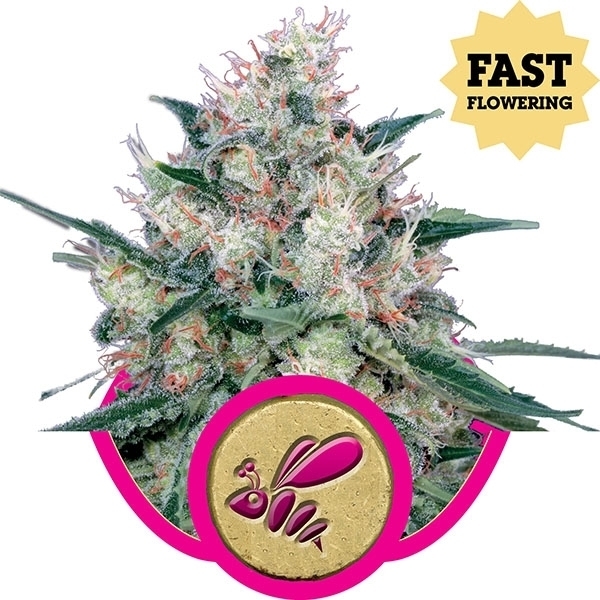 Royal Queen Seeds - Honey Cream (Fast Flowering) (fem.)