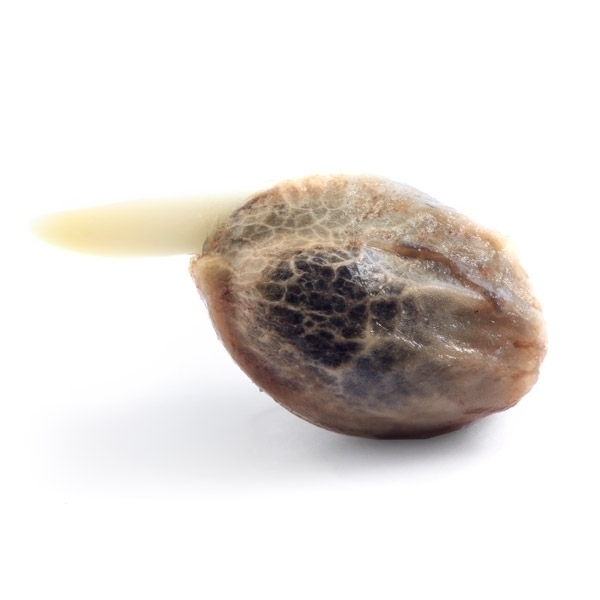 Royal Queen Seeds - Honey Cream (Fast Flowering) (fem.)