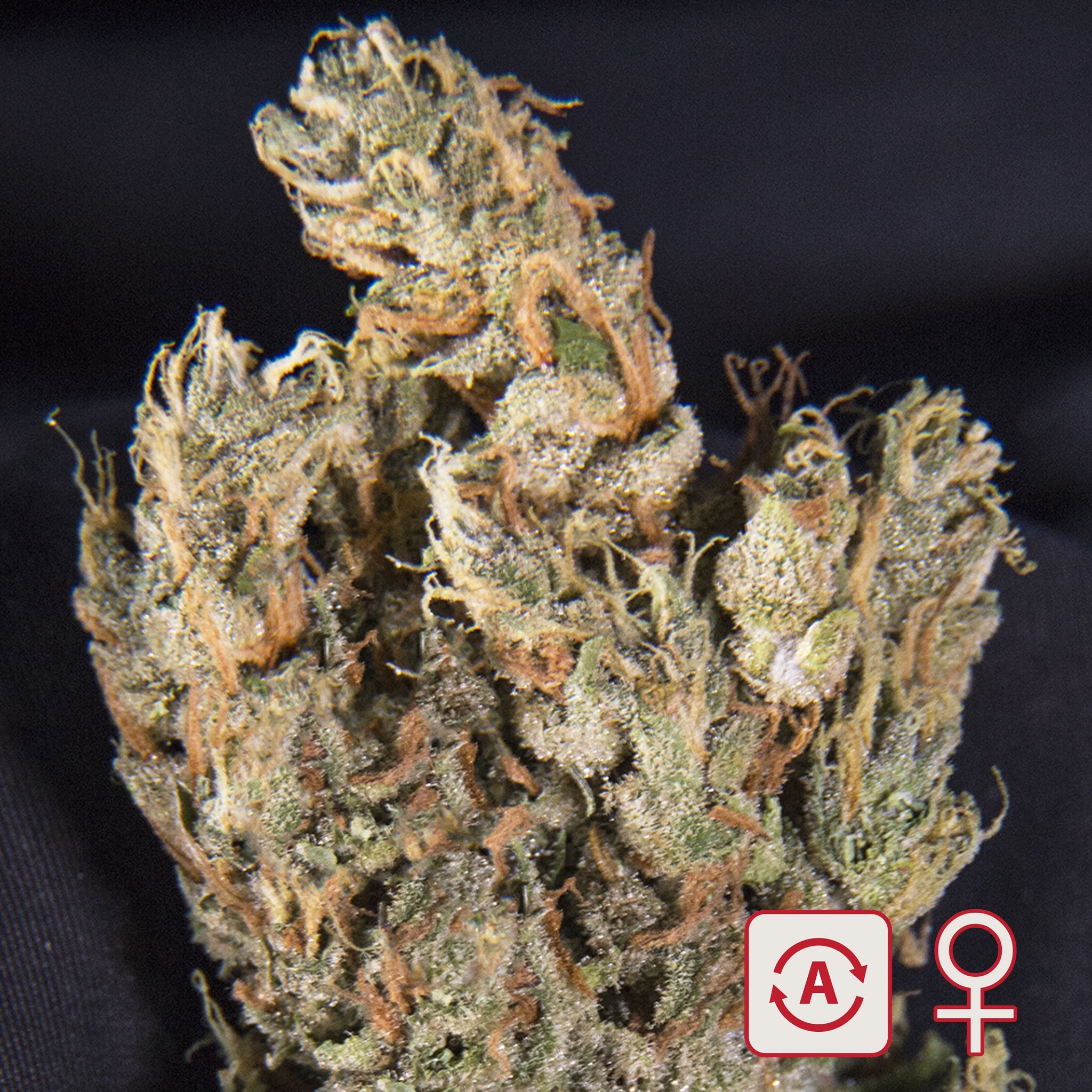 K.С. Brains Seeds - Lemon Sputnik (auto/fem.)