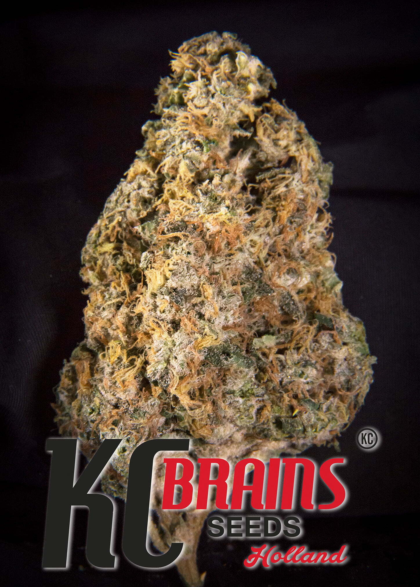 K.С. Brains Seeds - Diamond Queen Kush (auto/fem.)