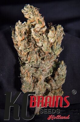 K.С. Brains Seeds - Lemon Sputnik (auto/fem.) 09496