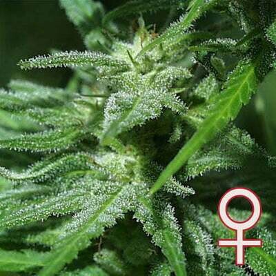 K.С. Brains Seeds - Brains Damage (fem.) 01676