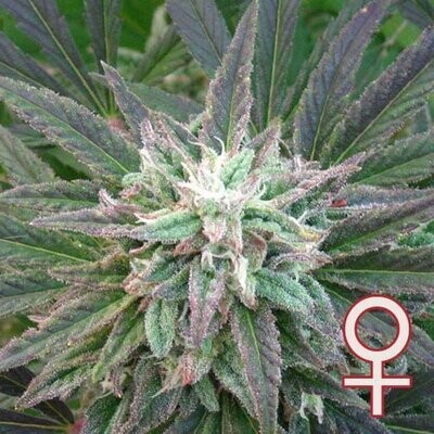 K.С. Brains Seeds - Brains Escape (fem.) 01677