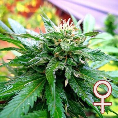 K.С. Brains Seeds - California Special (fem.) 01679