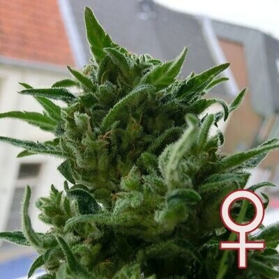 K.С. Brains Seeds - K.C. 33 (fem.) 🏆 01685
