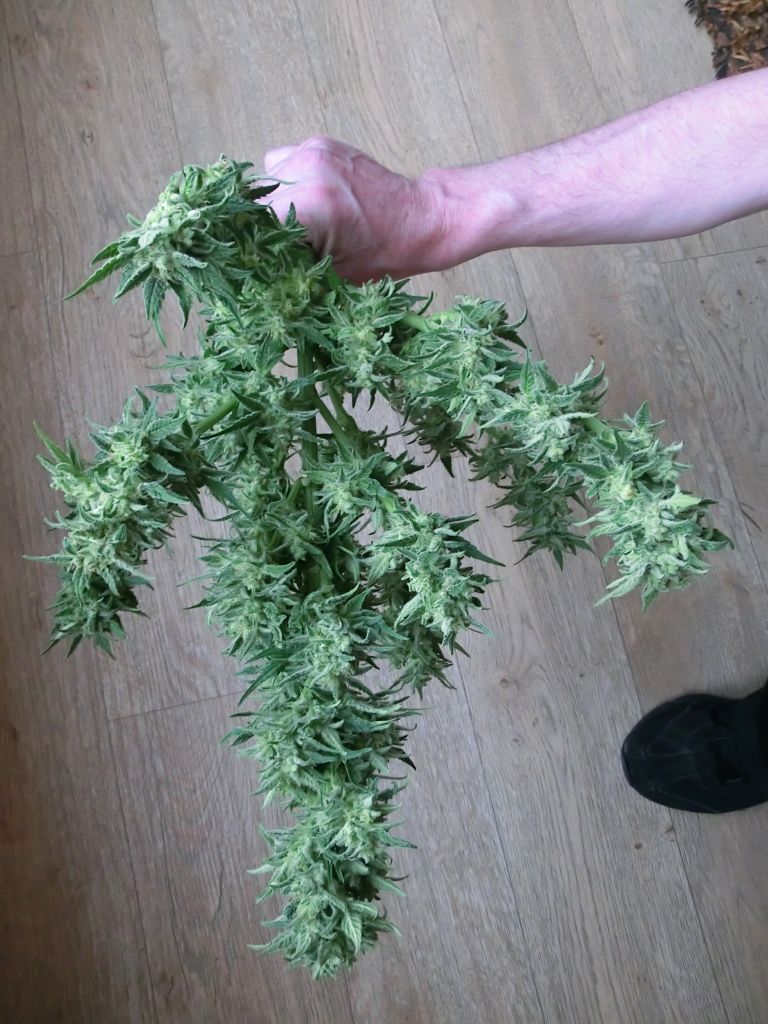 K.С. Brains Seeds - K.C. 33 (fem.) 🏆