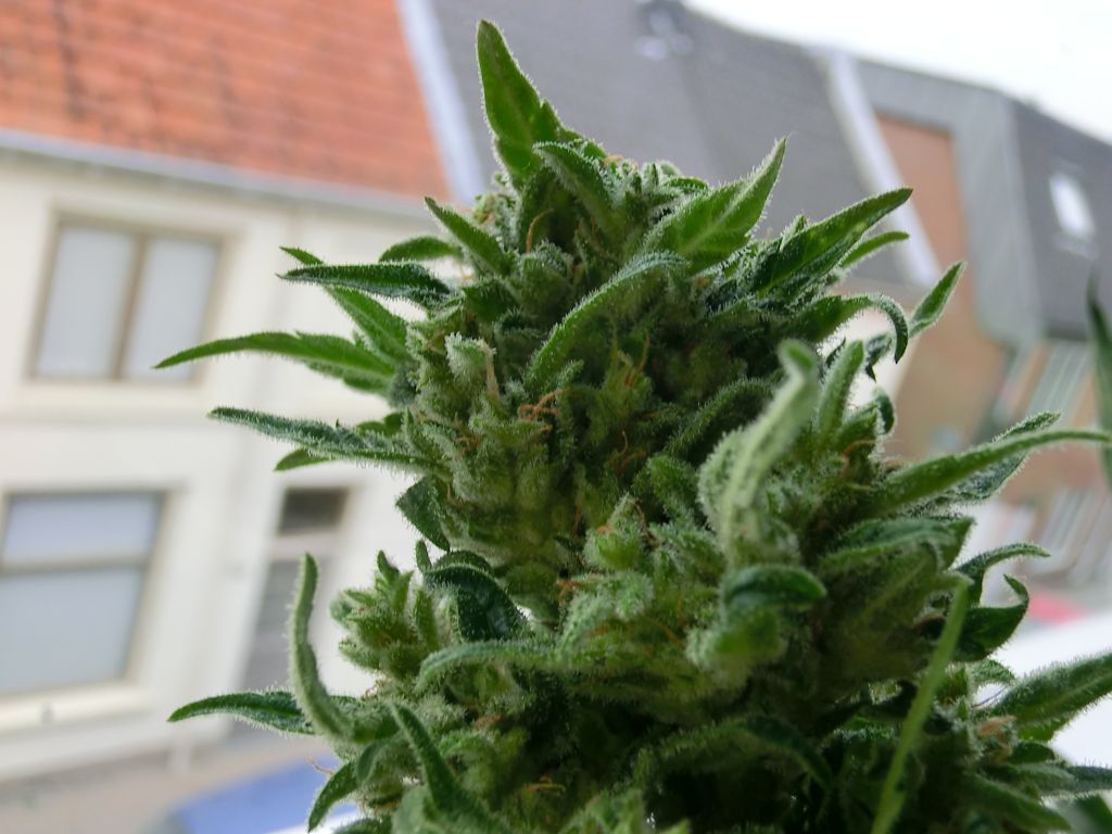K.С. Brains Seeds - K.C. 33 (fem.) 🏆