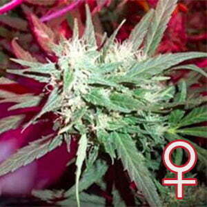 K.С. Brains Seeds - K.C. 39 (fem.) 🏆 01687