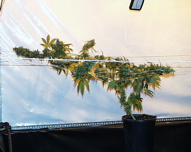 K.С. Brains Seeds - Haze Special (fem.) 🏆