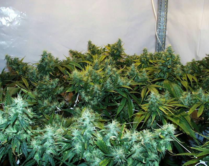 K.С. Brains Seeds - Haze Special (fem.) 🏆