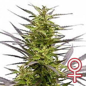 K.С. Brains Seeds - K.C. 42 (fem.) 01688