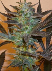 K.С. Brains Seeds - K.C. 48 (auto/fem.)