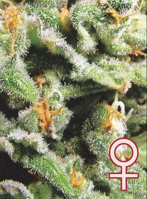 K.С. Brains Seeds - Cristal Limit (fem.) 01680