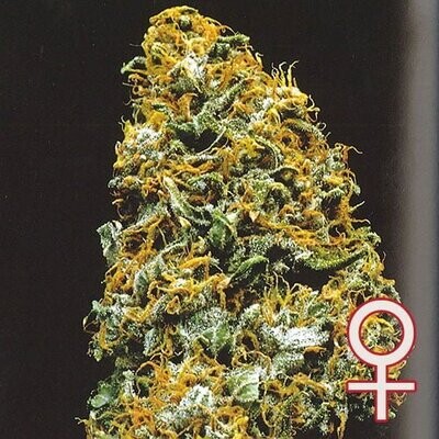 K.С. Brains Seeds - Cristal Paradise (fem.) 01681