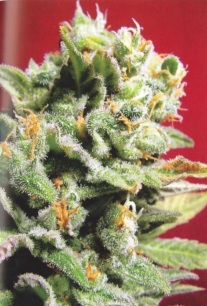 K.С. Brains Seeds - Cristal Limit (fem.)