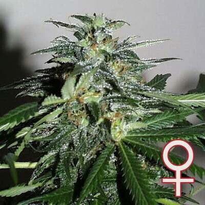 K.С. Brains Seeds - Cyber Cristal (fem.) 01682