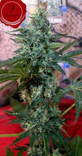 French Touch Seeds - Sativa Des Rois (fem.)