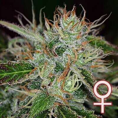 K.С. Brains Seeds - Sweet Dreams (fem.) 01695
