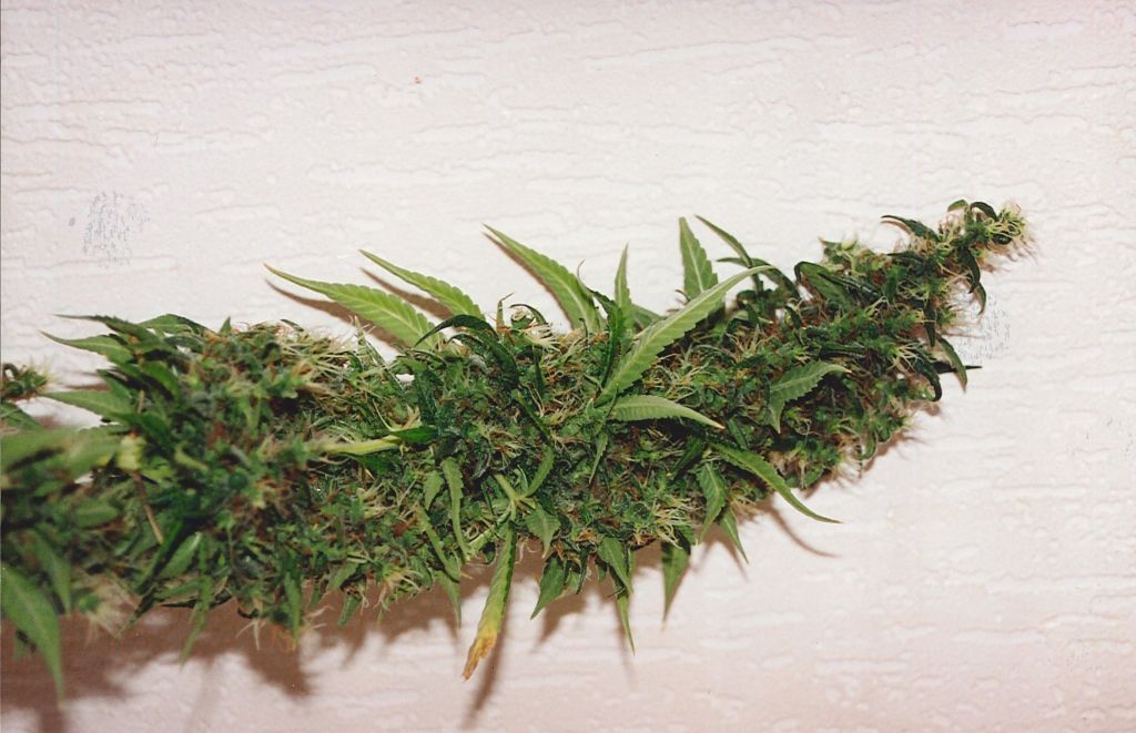 K.С. Brains Seeds - Swiss-xT (fem.)