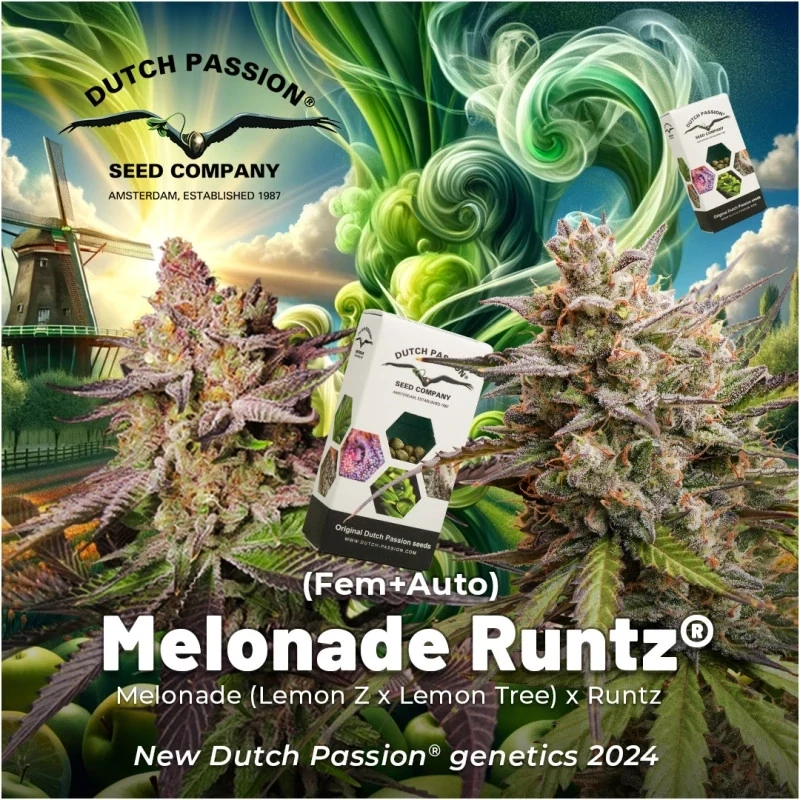 Dutch Passion - Melonade Runtz (fem.)