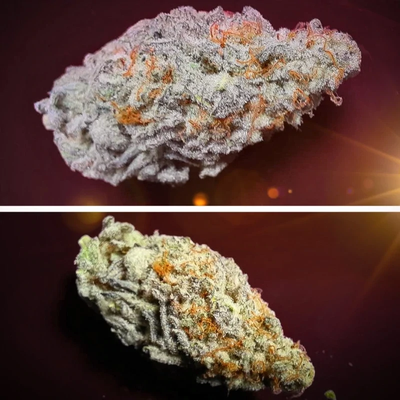 Dutch Passion - Orange Bud 2.0 (fem.)