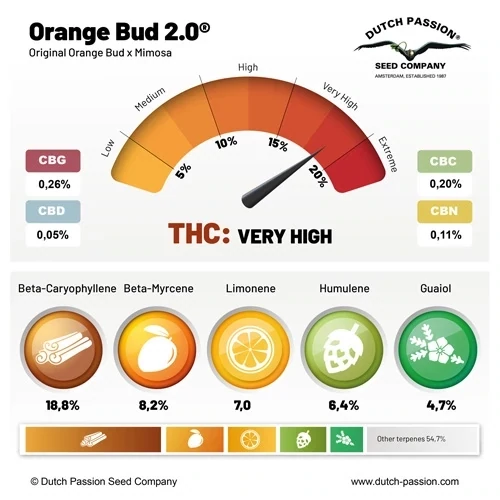 Dutch Passion - Orange Bud 2.0 (fem.)