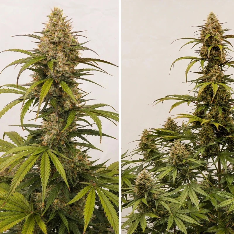 Dutch Passion - Auto Melonade Runtz (fem.)