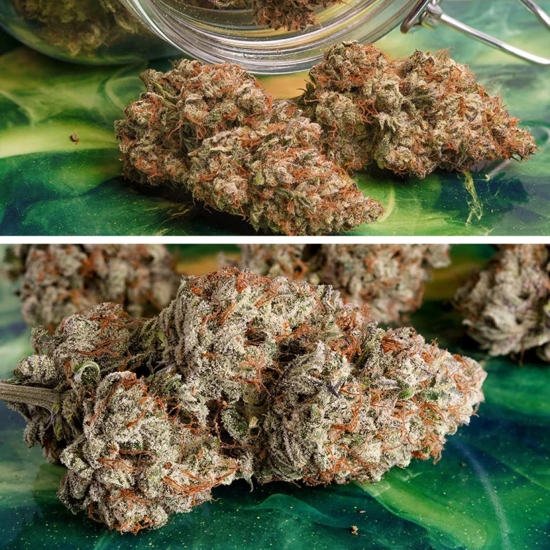 Dutch Passion - Auto Melonade Runtz (fem.)